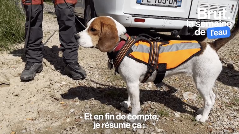 VIDEO. These dogs detect the invisible and locate water leaks