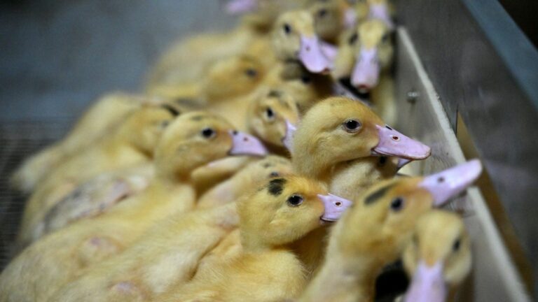 a second case of avian flu identified in a poultry farm