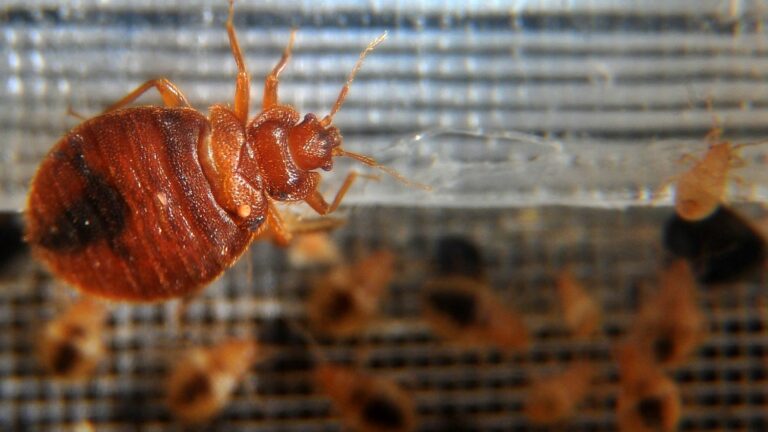 customs and the DGCCRF issue an alert message against the use of an insecticide banned against bedbugs