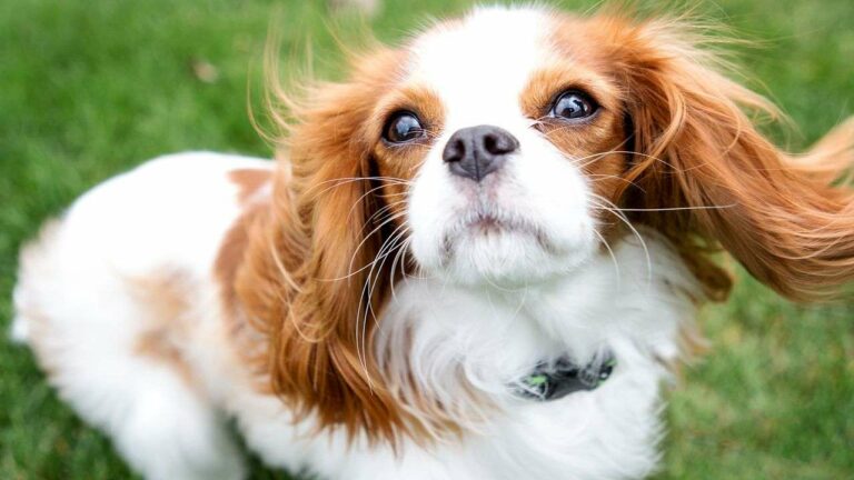 Looking for a Quiet Canine Companion? Consider These Dog Breeds!