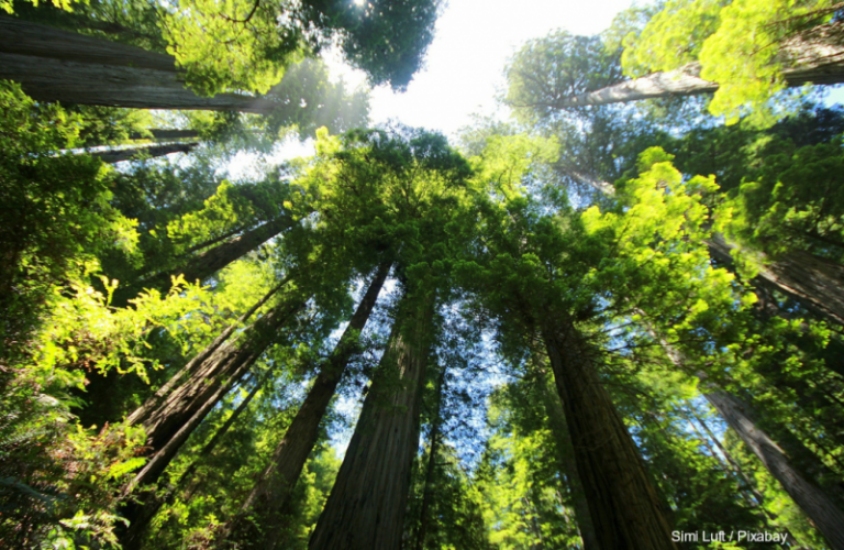 Do Trees in the Stock Market Aspire to Touch the Sky?