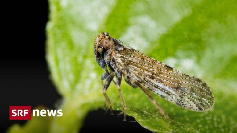 The reed glasswing cicada leads to harvest losses in Switzerland