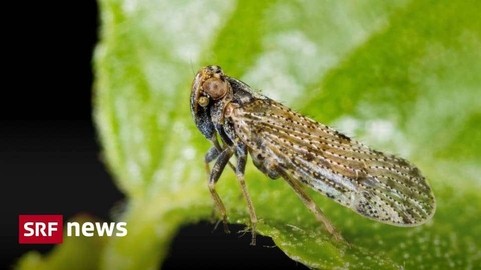 The reed glasswing cicada leads to harvest losses in Switzerland