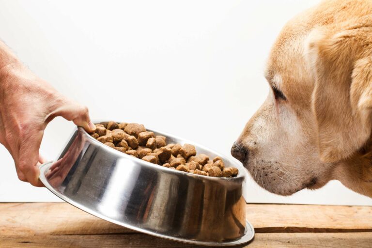 Test Results: Three Dry Dog Food Brands Receive a 6 Rating