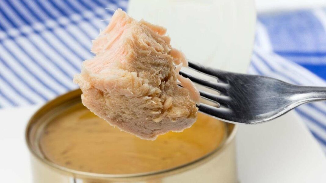 Is there excessive mercury in canned tuna?