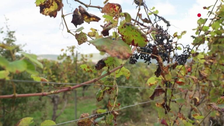 lavender, soaps… With 90% of vineyards destroyed by frost, winegrowers are diversifying