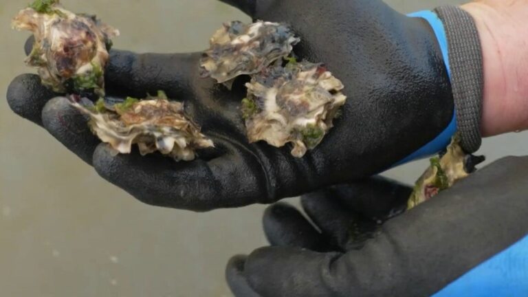 oysters are not resistant to global warming