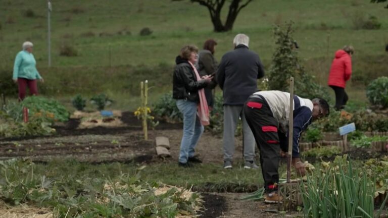 vegetable gardens to heal