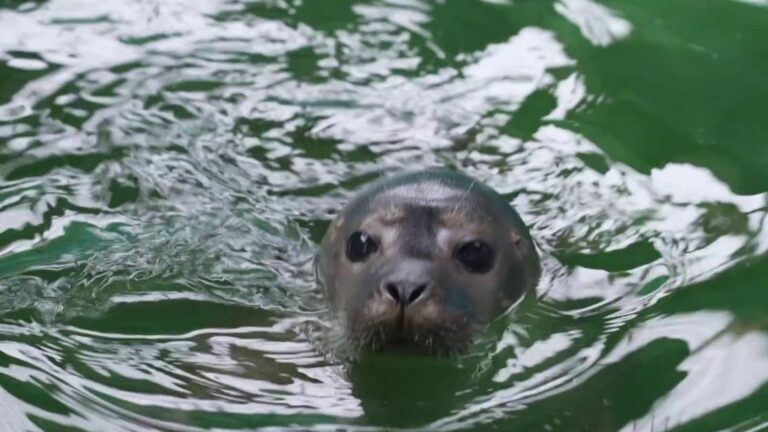 young endangered seals return to the sea thanks to an association