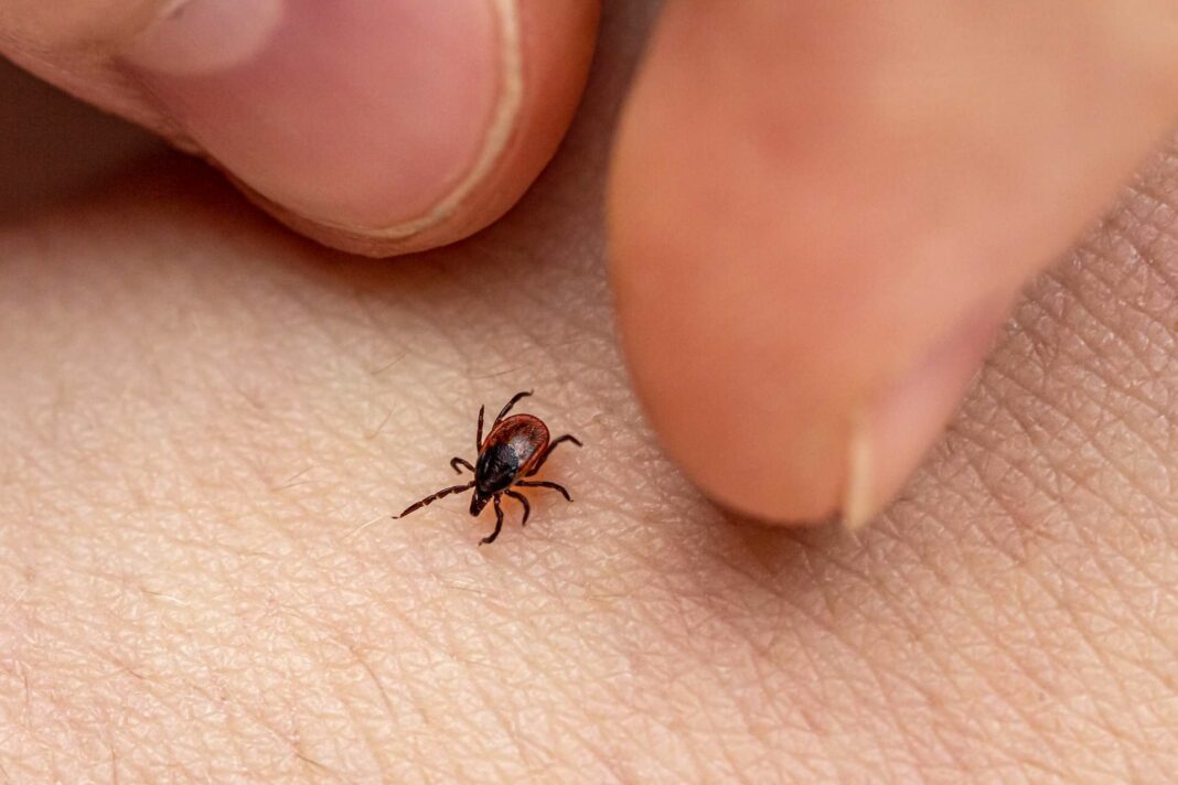 Revolutionary Lyme Disease Vaccine Could Render Ticks Harmless