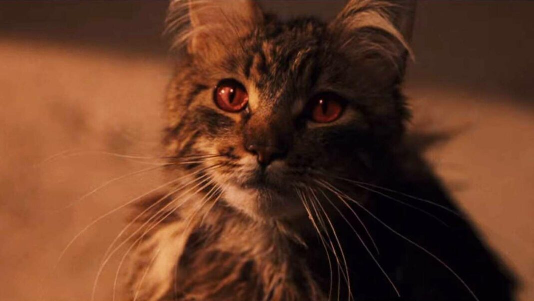 Unveiling the Mystery of Mrs. Norris: Is She More Than Just a Cat in Harry Potter?