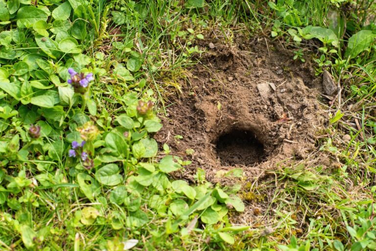 Identifying Garden Intruders: Are Rats, Hedgehogs, or Raccoons Digging Those Holes?