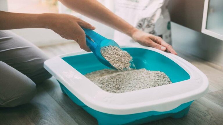 Experts Warn Against This Type of Cat Litter: Why You Should Avoid It