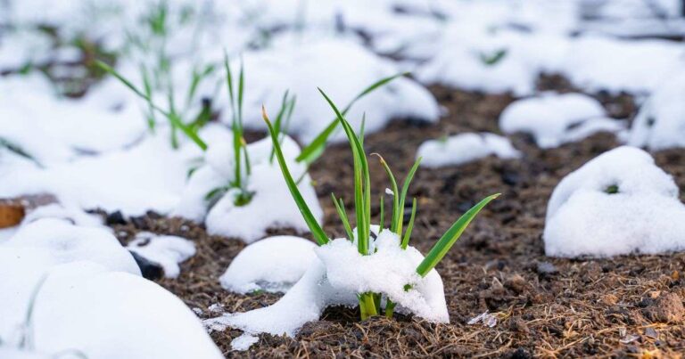 Essential November Gardening Tasks to Get Your Garden Ready for Winter