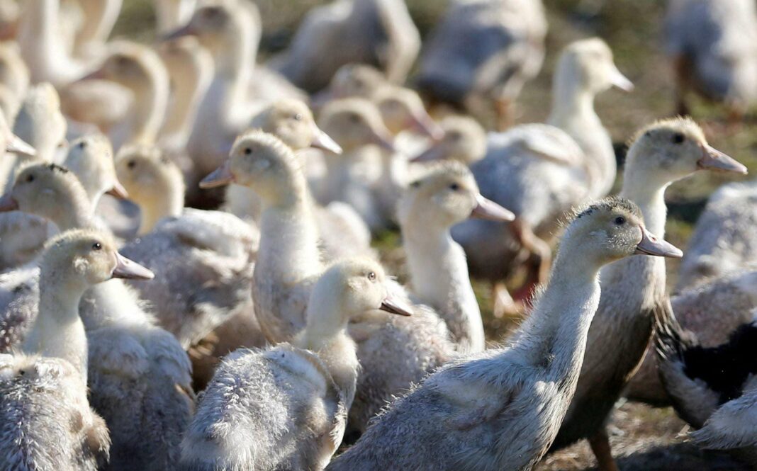 Bird Flu Update: Austria Sees Five Infected Poultry Farms in October as Virus Adapts to Humans in the USA – Is the Threat Increasing?