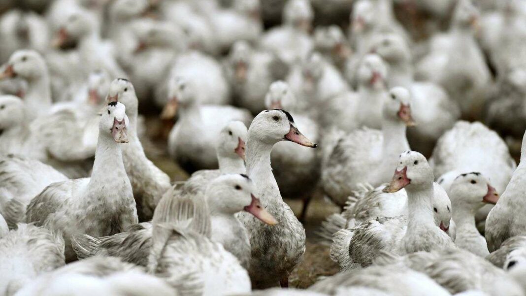 Avian Influenza Risk Elevated: Duck Farmers Concerned About Quality Impact from Confinement Measures