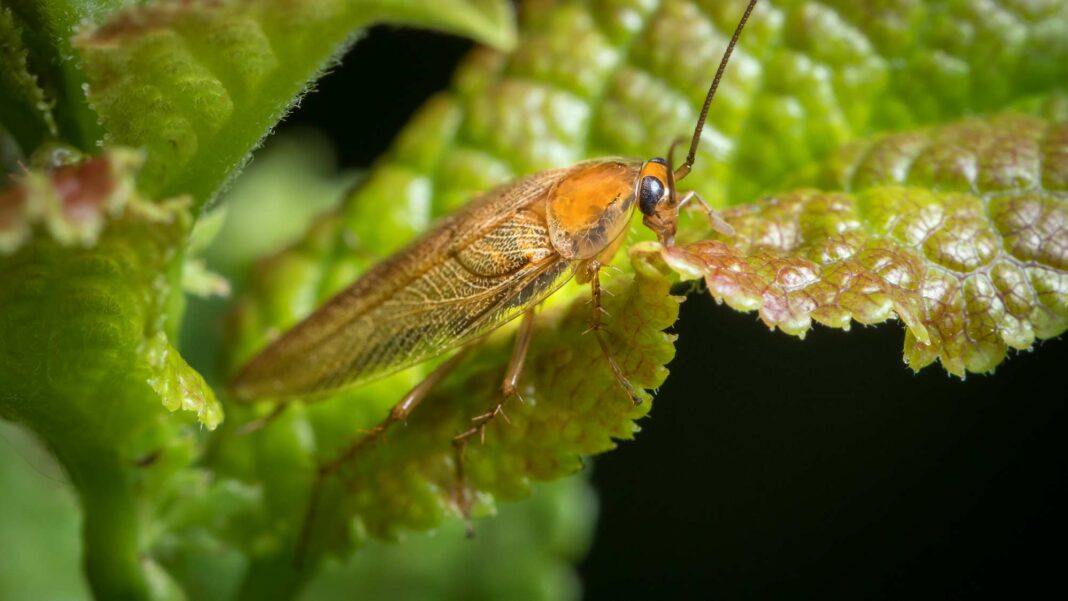 Discover the Amber Forest Cockroach: The Agile Brown Intruder in Your Home