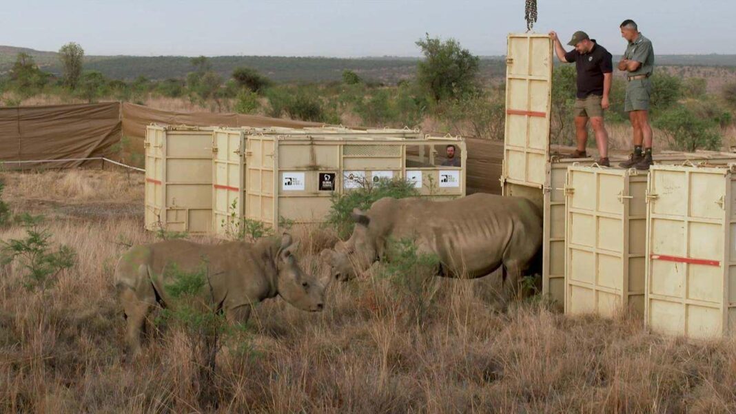 Exploring South Africa's Wild Rhinoceroses: A Journey into Nature