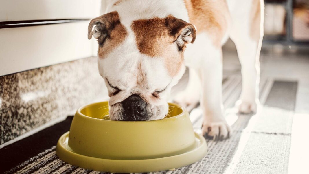 Identifying Premium Dog Food: A Guide to Choosing Quality Products