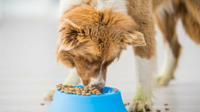 Choosing the Best Dog Kibble: To Include Cereals or Not?