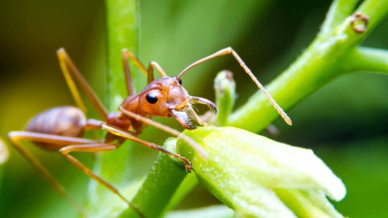 Understanding the Electric Ant: Insights into the Newly Discovered Invasive Colony in Var