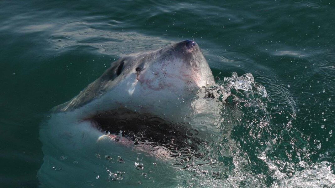 Increasing Encounters with Great White Sharks in the Mediterranean: What to Anticipate