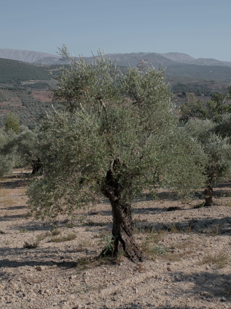 Olive Harvesting in Southern Lebanon: The Resilience Amidst Conflict and the Legacy of Jesus in Kaukaba