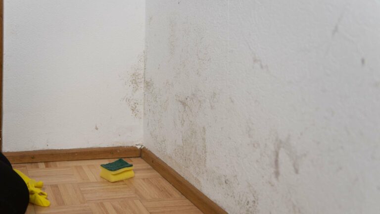 Avoid These Three Common Mistakes When Tackling Mold Effectively