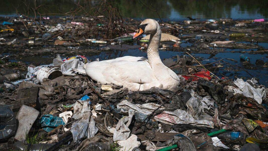 Strategies for Reducing Plastic Waste Discussed at South Korea UN Summit