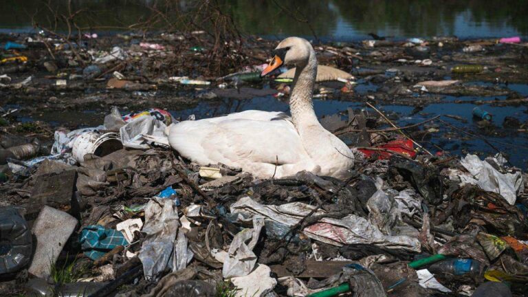 Strategies for Reducing Plastic Waste Discussed at South Korea UN Summit