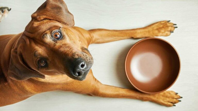 Nourish Your Dog with Homemade Meals: Explore These Five Key Ingredients!