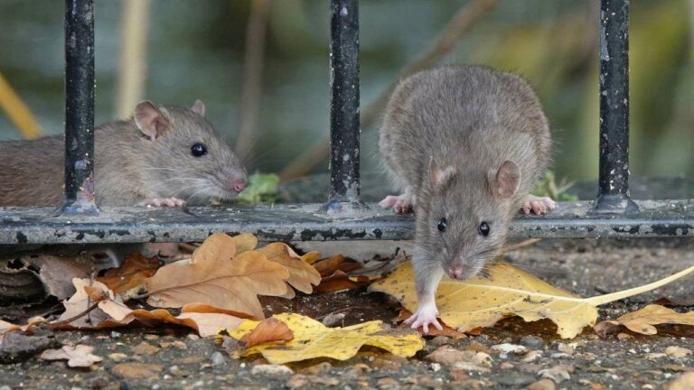 Surge in Rodent Infestations Across France Raises Alarms for Pest Control Experts