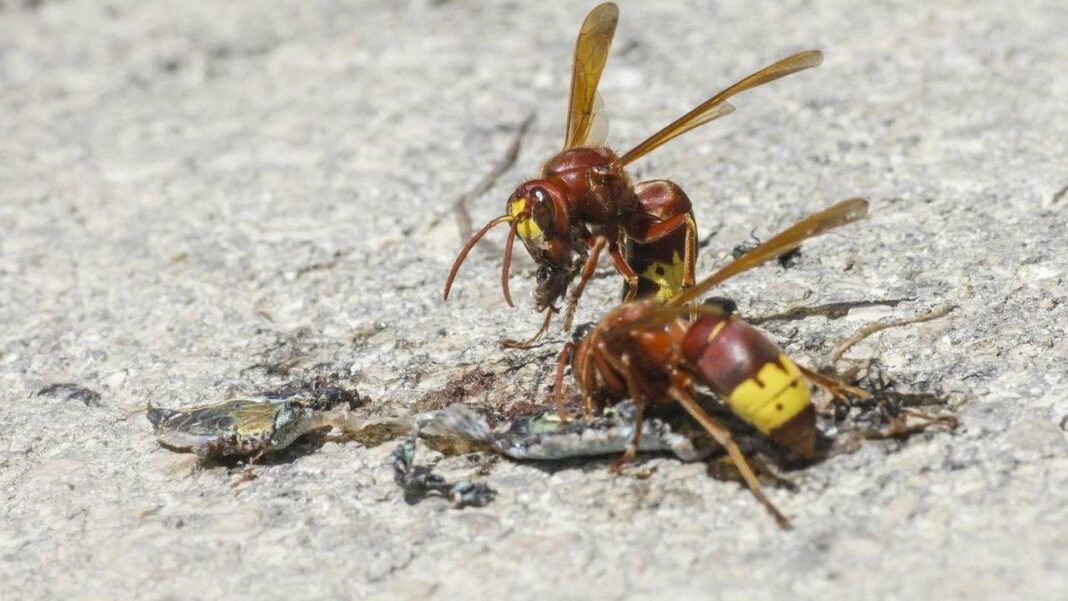 Winter-Active Wasp Thrives in France and Shows Remarkable Alcohol Resistance