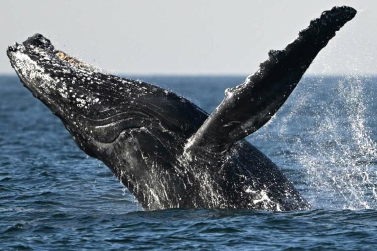 Iceland Extends Whaling Permissions Through 2029 - Update on 05/12/2024