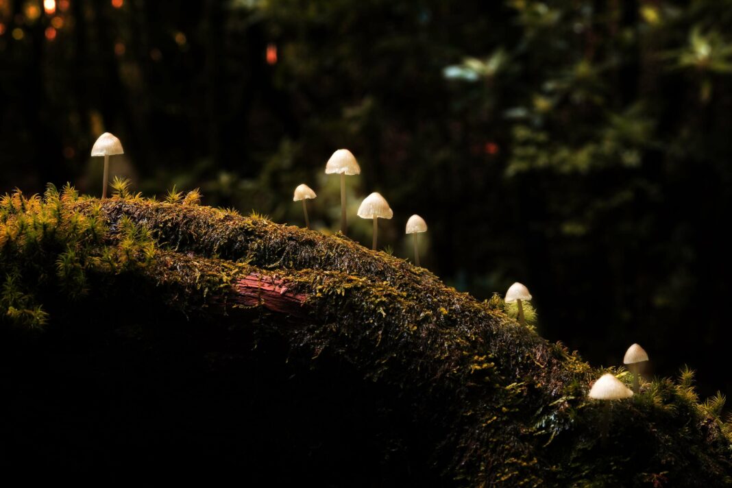 The Healing Power of Mushrooms: Exploring Their Cultural Significance Throughout History