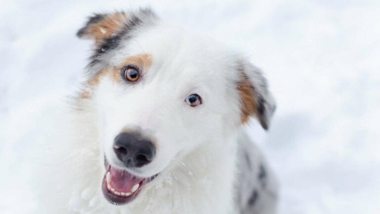 Recognizing Hypothermia in Pets: Essential Signs to Keep Them Safe