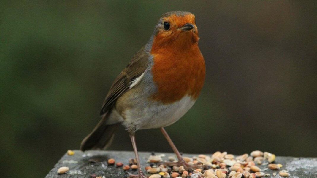 Winter Bird Feeding: Why Offering Bread and Seeds Can Harm Our Feathered Friends