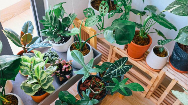 Top Plant Care Apps: Which One is Right for You?