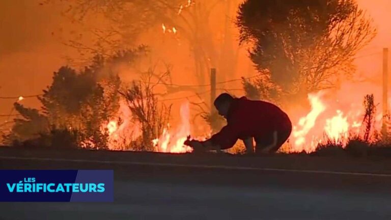 Heartwarming Rescue: The Inspiring Tale of a Little Rabbit Saved in Los Angeles, 2017