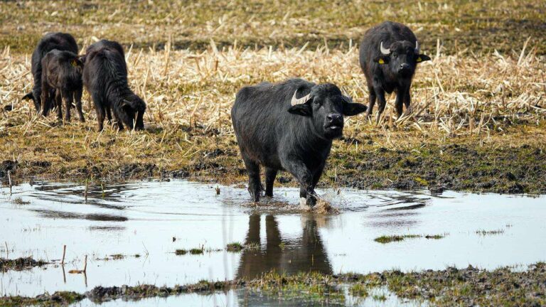 Outbreak of Foot-and-Mouth Disease in Water Buffaloes in Brandenburg