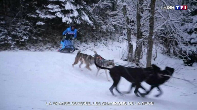 Behind the Scenes of The Great Odyssey VVF: Exploring the Bond Between Elite Dogs and Dedicated Mushers