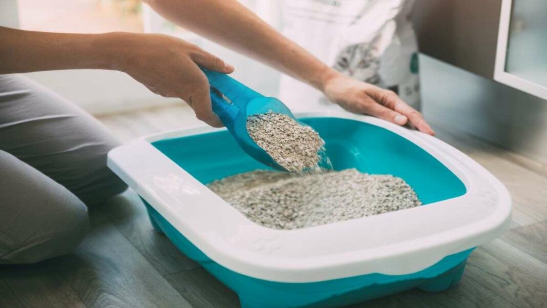 Avoid This Cat Litter: Expert Recommendations for Pet Owners