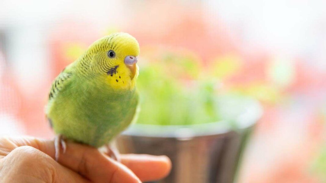 Unleashing the Amazing Skills of Pet Birds: From Conversation to Puzzle Solving