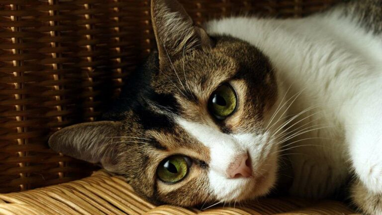 Do Indoor Cats Experience More Unhappiness Compared to Outdoor Cats?