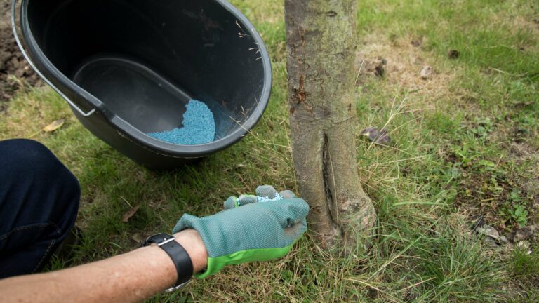 Blue Corn Fertilizer: How It Negatively Affects Your Lawn's Moss Growth