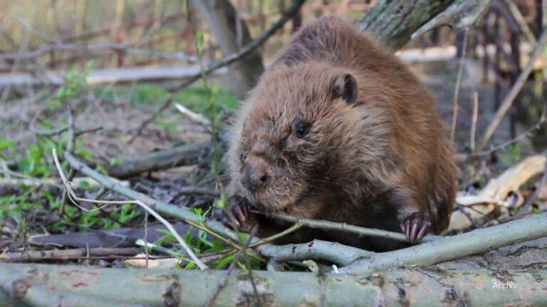 Czech Republic's Innovative Beaver-Powered Dam Construction