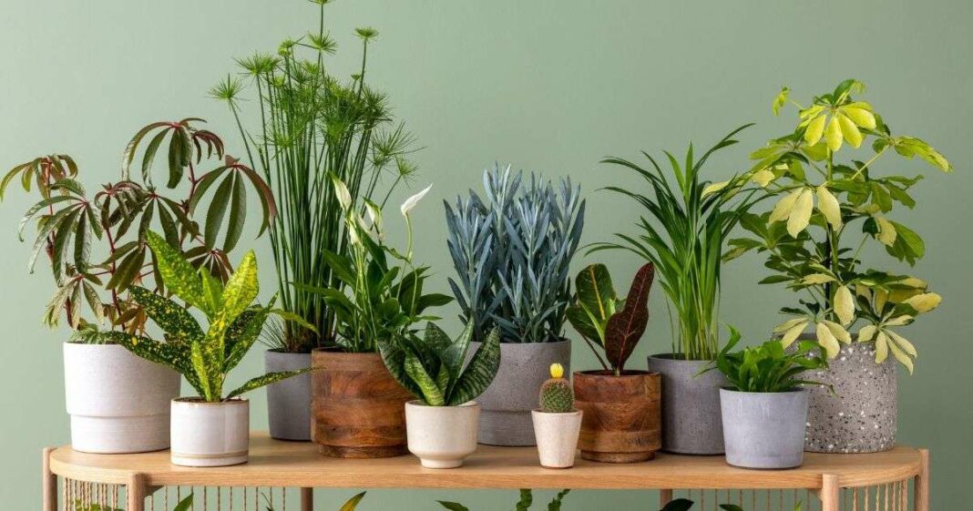 Eliminate Excess Humidity: Discover the Perfect Plant for a Healthier Home Environment