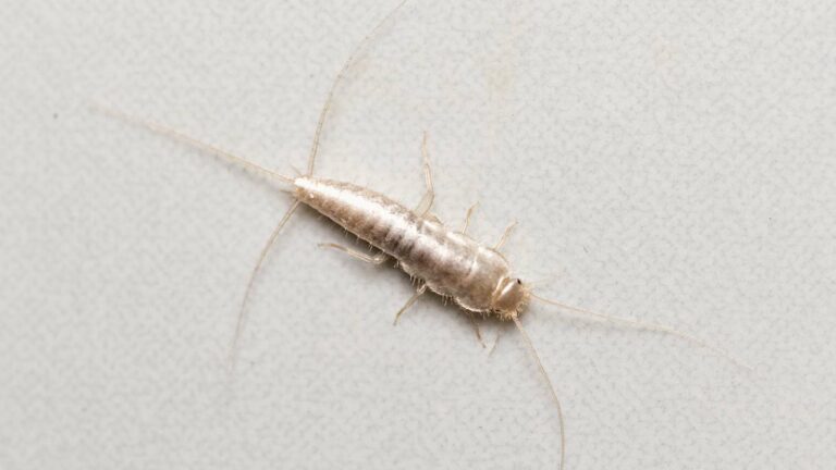 Effective Strategies to Identify Hidden Silverfish Nests in Your Home