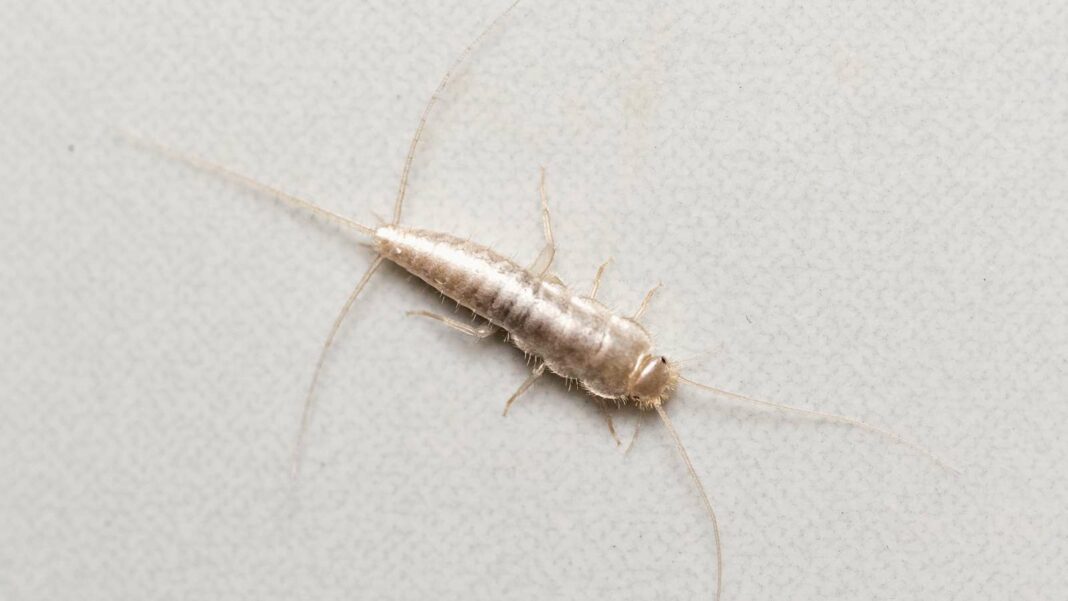 Uncover and Eradicate Silverfish Infestations: Effective Strategies for Elimination