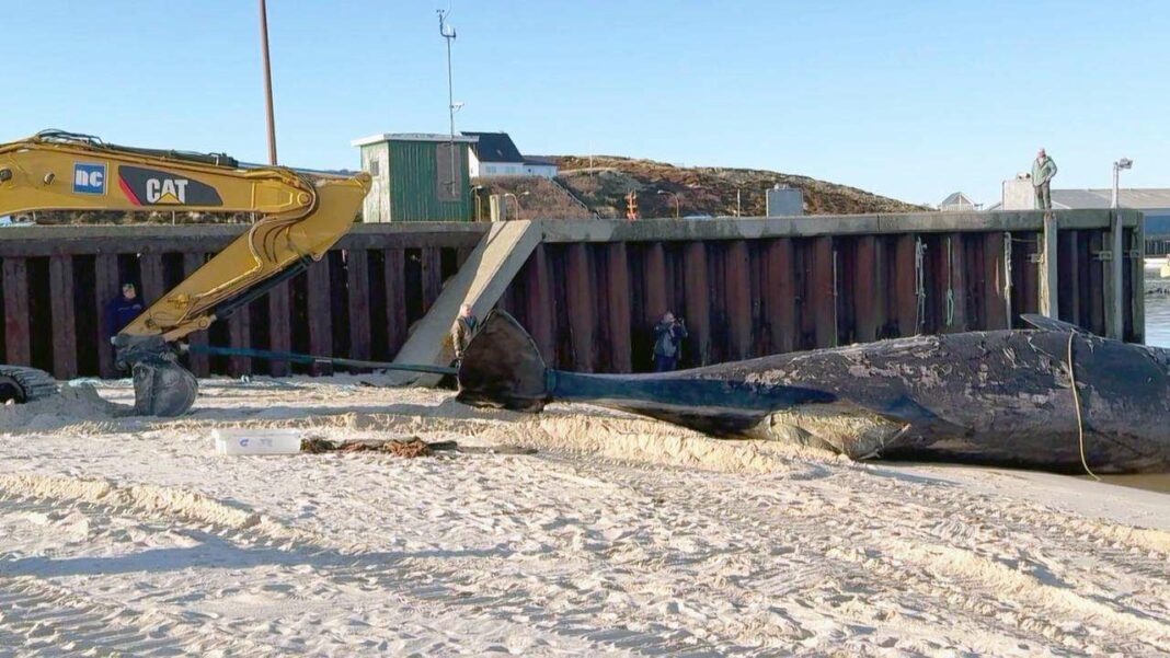 Transport Arrangements Underway for Deceased Sperm Whale Found Near Sylt